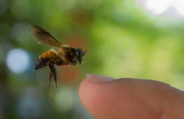 ape sul dito a Teramo in Abruzzo produzione di miele Bio Bottega Montecchia