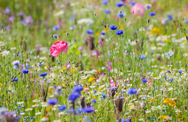 fiori in aperta campagna a Teramo in Abruzzo e produzione di miele Bio Bottega Montecchia